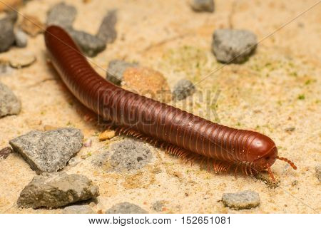 Brown milipede looking for food on the floor