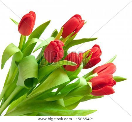 červené tulipány izolovaných na bílém