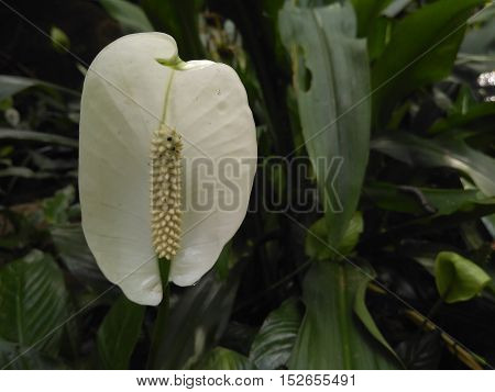 Beautiful flowers in the morning Indonesian forest