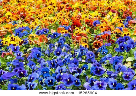 Viola tricolor maceška, záhonu