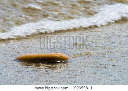 The waves of lake Baikal is washed by lonely Kamel, lying on the sandy beach.