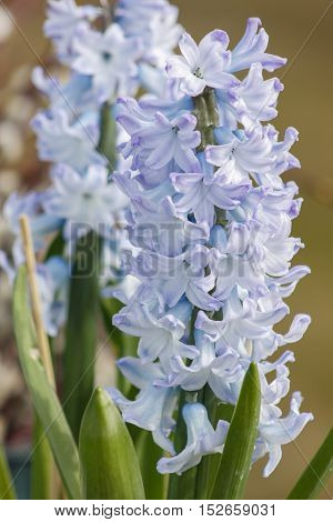 Light spring hyacinth flower on green background