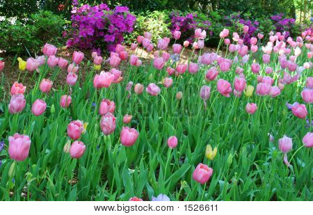 Campo di tulipani rosa