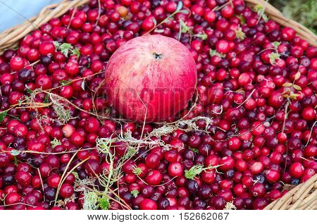 Apple on background of ripe cranberries in wicker basket