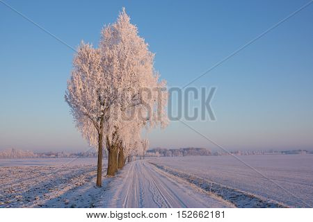 Trees with snow covered along the road