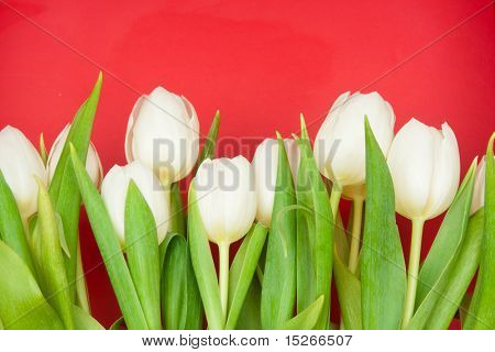 bílé tulipány na červené