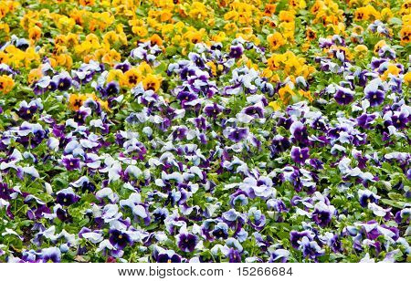 Viola tricolor maceška, záhonu