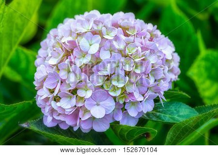 Hydrangeas blooming in the garden is beautiful, this flower is grown in the temperate zone