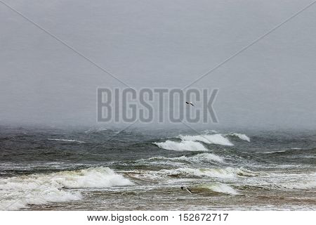Storm on Baltic sea during a violent blizzard.