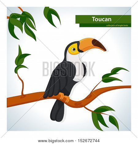 Collection of colorful birds. Toucan. Vector clipart.
