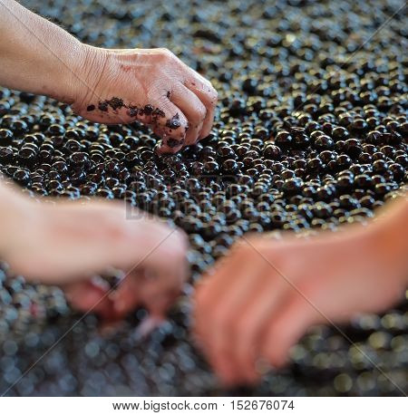 Grape harvest, red grape bay on the sorting table, France