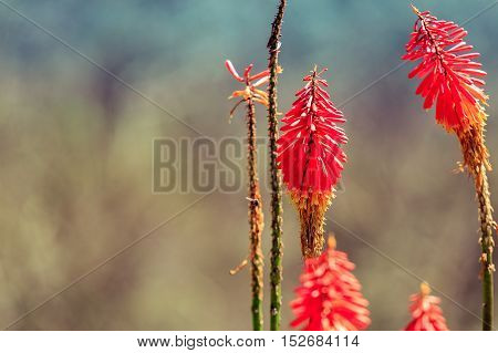 Kniphofia Flowers, Close Up, Focus On Flowers, Bokeh, Colombia, Cocora Valley, Latin America