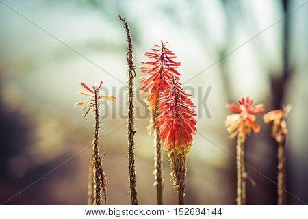 Kniphofia Flowers, Close Up, Focus On Flowers, Bokeh, Colombia, Cocora Valley, Latin America