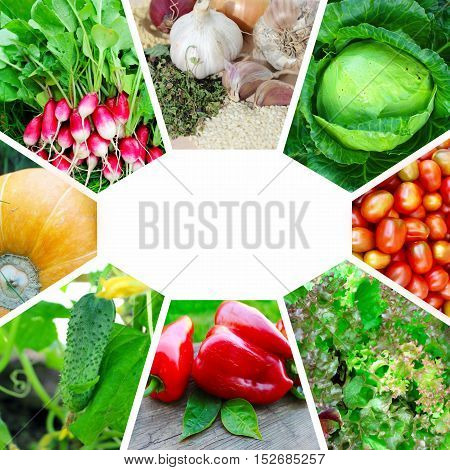 Collage on the theme of garden vegetables