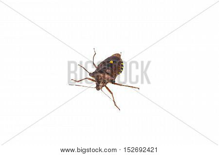 Forest bug lat. Pentatoma rufipes. It belongs to the family of stink bugs lat. Pentatomidae.