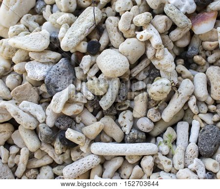 White corals on a wild tropical beach. Dead coral closeup photo. Macro image of seaside flora after typhoon. Ecological disaster illustration. Beautiful natural objects. Coral reef destroyed by storm