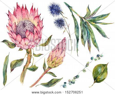 Set of floral vintage watercolor protea, thistles and wildflowers, leaves branches flowers, botanical watercolor illustration isolated on white background