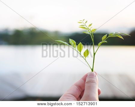 Close-up image of a human's hand holding baby Leaves with blur background