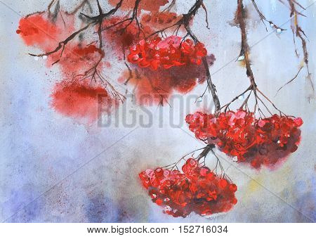 Branch of Rowan in rainy weather.Watercolor hand drawn illustration.