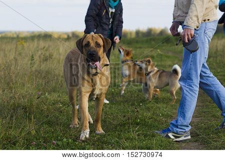 Spanish Mastiff And Shibu Inu For A Walk