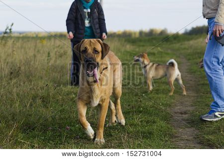 Spanish Mastiff And Shibu Inu For A Walk