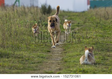 Spanish Mastiff And Shibu Inu For A Walk