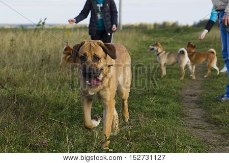 Spanish Mastiff And Shibu Inu For A Walk