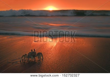 Crab on beach with beautiful background sunset