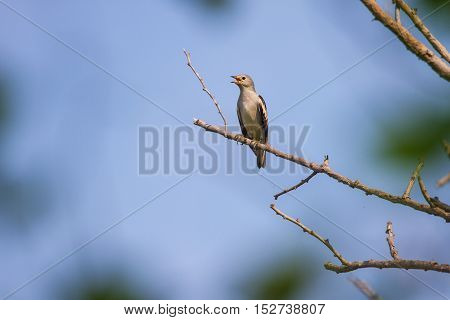 Purple-backed Starling In Forest