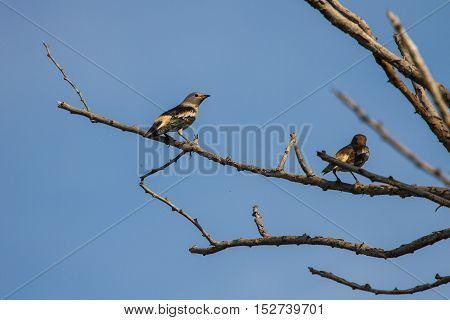Purple-backed Starling In Forest