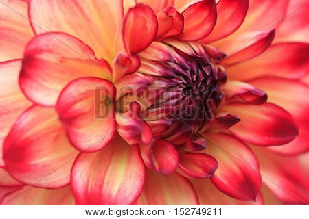 Macro of a yellow red dahlia - cultivar Hapet Darlene
