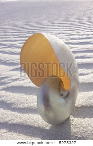 Perła Nautilus