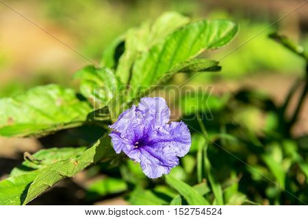 A small purple flower near Barichara Colombia