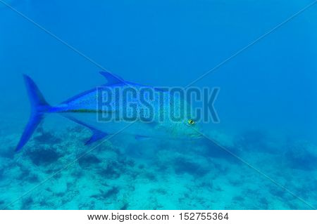 Blue Fin Trevally (caranx Melampygus) In Ocean Water, Maldives