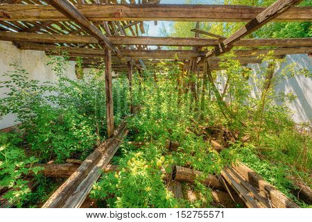 Consequences Of The Nuclear Contamination In Evacuated Rural Area After Chernobyl Disaster. The Overgrown Ruins Of Abandoned House.