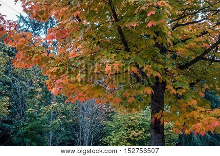 Golden fall colors are on display on this tree in Burien Washington.
