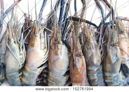 Giant Malaysian prawn isolated / Macrobrachium rosenberg