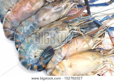 Giant Malaysian prawn isolated / Macrobrachium rosenberg