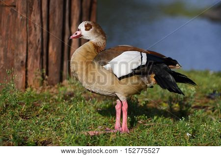 Egyptian goose standing on green grass near water.