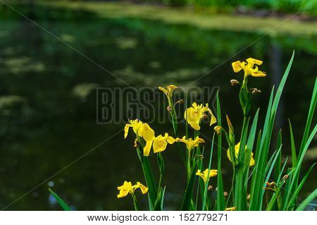 Yellow irises growing at Beaver Marsh in Cuyahoga Valley National Park