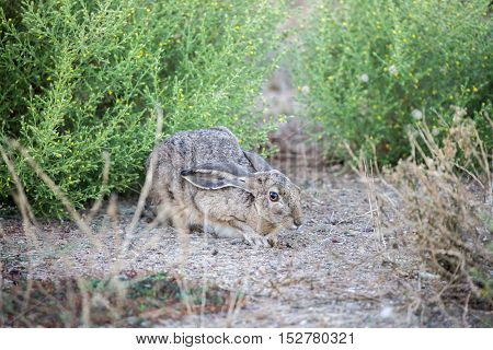 Black-tailed Jackrabbit (Lepus californicus) - American desert hare, hiding