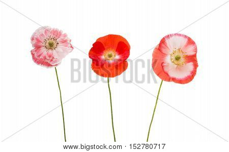 poppies bloom spring flowers on white background