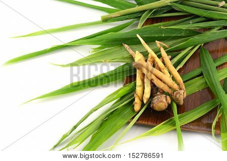 Close up of Fingerroot  isolated over on white background.