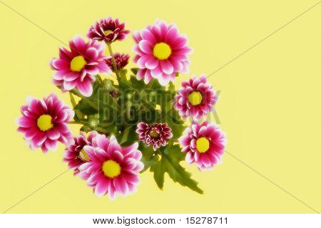 Bouquet de fleurs isolée sur jaune