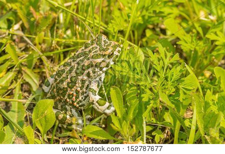 Big green toad hiding in spring grass