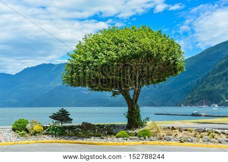 Lonely tree on a shore. Peace of mind view on a lake shore. Harrison lake British Columbia Canada