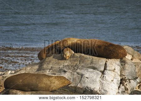 Couple of sea lions sunbathing in the beagle channel