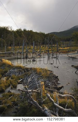 Beaver dam in a river with beautiful coloration of the grass during golden hour