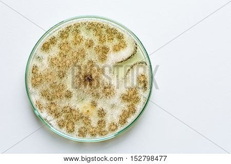 Colony of a mold (Aspergillus niger) on agar plate