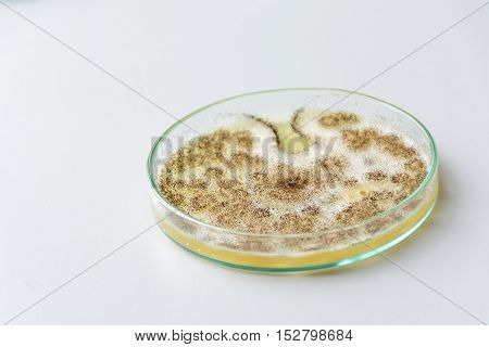 Colony of a mold (Aspergillus niger) on agar plate
